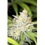 Семена конопли Auto Candy от Divine Seeds - Smartshop-smartshop.ua®