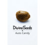 Семена конопли Auto Candy от Divine Seeds - Smartshop-smartshop.ua®