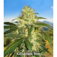 Auto Carpathian Skunk Fem Auto Carpathian Skunk Fem