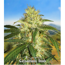 Auto Carpathian Skunk Fem