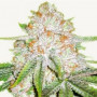 Cannabis seed variety Auto Chocolope Feminised Silver