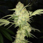 Cannabis seed variety Auto Chocolope Feminised Silver