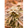 Семена конопли Auto Deadryder от Divine Seeds - Smartshop-smartshop.ua®