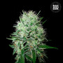 Cannabis seeds AUTO DEVIL’S KISS from Bulk Seed Bank at Smartshop-smartshop.ua®