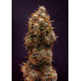 Семена конопли Auto Double Knockout от Marley Seedbank - Smartshop-smartshop.ua®