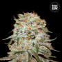 Cannabis seeds AUTO EAST RYDER from Bulk Seed Bank at Smartshop-smartshop.ua®