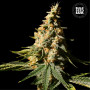 Cannabis seeds AUTO EXTRA MINTZ from Bulk Seed Bank at Smartshop-smartshop.ua®