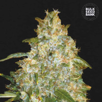 AUTO GOOD WILD SHARK - Bulk Seed Bank