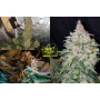 Семена конопли Auto Gorilla #5 от Marley Seedbank - Smartshop-smartshop.ua®