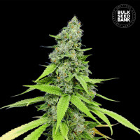 AUTO GRANDE CRACK- Bulk Seed Bank