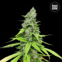 Cannabis seeds AUTO GRANDE CRACK from Bulk Seed Bank at Smartshop-smartshop.ua®