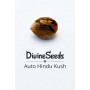 Семена конопли Auto Hindu Kush от Divine Seeds - Smartshop-smartshop.ua®