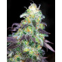 Семена конопли Auto Kabul от Divine Seeds - Smartshop-smartshop.ua®