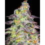 Семена конопли Auto Kabul от Divine Seeds - Smartshop-smartshop.ua®