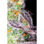 Семена конопли Auto Kabul от Divine Seeds - Smartshop-smartshop.ua®