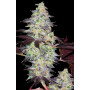 Семена конопли Auto Kabul от Divine Seeds - Smartshop-smartshop.ua®