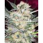 Семена конопли Auto Hindu Kush от Divine Seeds - Smartshop-smartshop.ua®