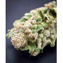 Семена конопли Auto Hindu Kush от Divine Seeds - Smartshop-smartshop.ua®