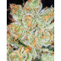 Семена конопли Auto Hindu Kush от Divine Seeds - Smartshop-smartshop.ua®