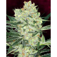 Auto Hindu Kush