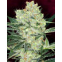 Семена конопли Auto Hindu Kush от Divine Seeds - Smartshop-smartshop.ua®