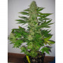 Семена конопли LSD Feminised Gold от Error Seeds - Smartshop-smartshop.ua®