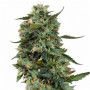 Семена конопли LSD Feminised Gold от Error Seeds - Smartshop-smartshop.ua®