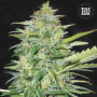 Cannabis seeds AUTO LIME SKUNK from Bulk Seed Bank at Smartshop-smartshop.ua®