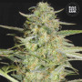 Cannabis seeds AUTO LOVERYDER from Bulk Seed Bank at Smartshop-smartshop.ua®