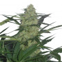 Cannabis seed variety Auto Magnum Feminised Silver