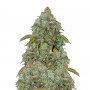 Семена конопли Auto MaxiGom Feminised Gold от Error Seeds - Smartshop-smartshop.ua®