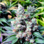 Семена конопли Auto Mazar от Divine Seeds - Smartshop-smartshop.ua®