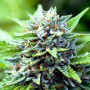 Семена конопли Auto Montreal от Divine Seeds - Smartshop-smartshop.ua®