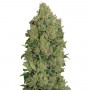 Семена конопли Auto New York Diesel Feminised Gold от Error Seeds - Smartshop-smartshop.ua®