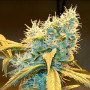 Cannabis seed variety Auto Northern Blue Fem