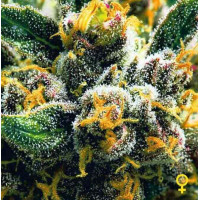 Auto Northern Lights