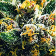 Auto Northern Lights