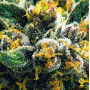 Семена конопли Auto Northern Lights от Divine Seeds - Smartshop-smartshop.ua®