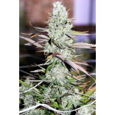 Auto Opium