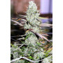 Семена конопли Auto Opium от Divine Seeds - Smartshop-smartshop.ua®