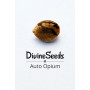 Семена конопли Auto Opium от Divine Seeds - Smartshop-smartshop.ua®