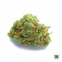 Cannabis seeds AUTO ORIGINAL ORANGE BUD from Bulk Seed Bank at Smartshop-smartshop.ua®