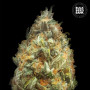 Cannabis seeds AUTO ORIGINAL ORANGE BUD from Bulk Seed Bank at Smartshop-smartshop.ua®
