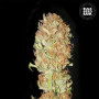 Cannabis seeds AUTO PSYCHEDELIC from Bulk Seed Bank at Smartshop-smartshop.ua®