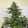 Cannabis seed variety Auto Red Dwarf Feminised Silver