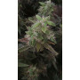 Семена конопли Auto Satori от Marley Seedbank - Smartshop-smartshop.ua®