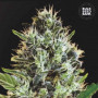 Cannabis seeds AUTO SUNMANGO from Bulk Seed Bank at Smartshop-smartshop.ua®