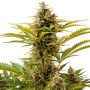 Семена конопли Auto Vesta Feminised Silver от Error Seeds - Smartshop-smartshop.ua®