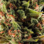 Семена конопли Auto Vesta Feminised Silver от Error Seeds - Smartshop-smartshop.ua®