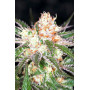 Семена конопли Auto White Widow от Divine Seeds - Smartshop-smartshop.ua®